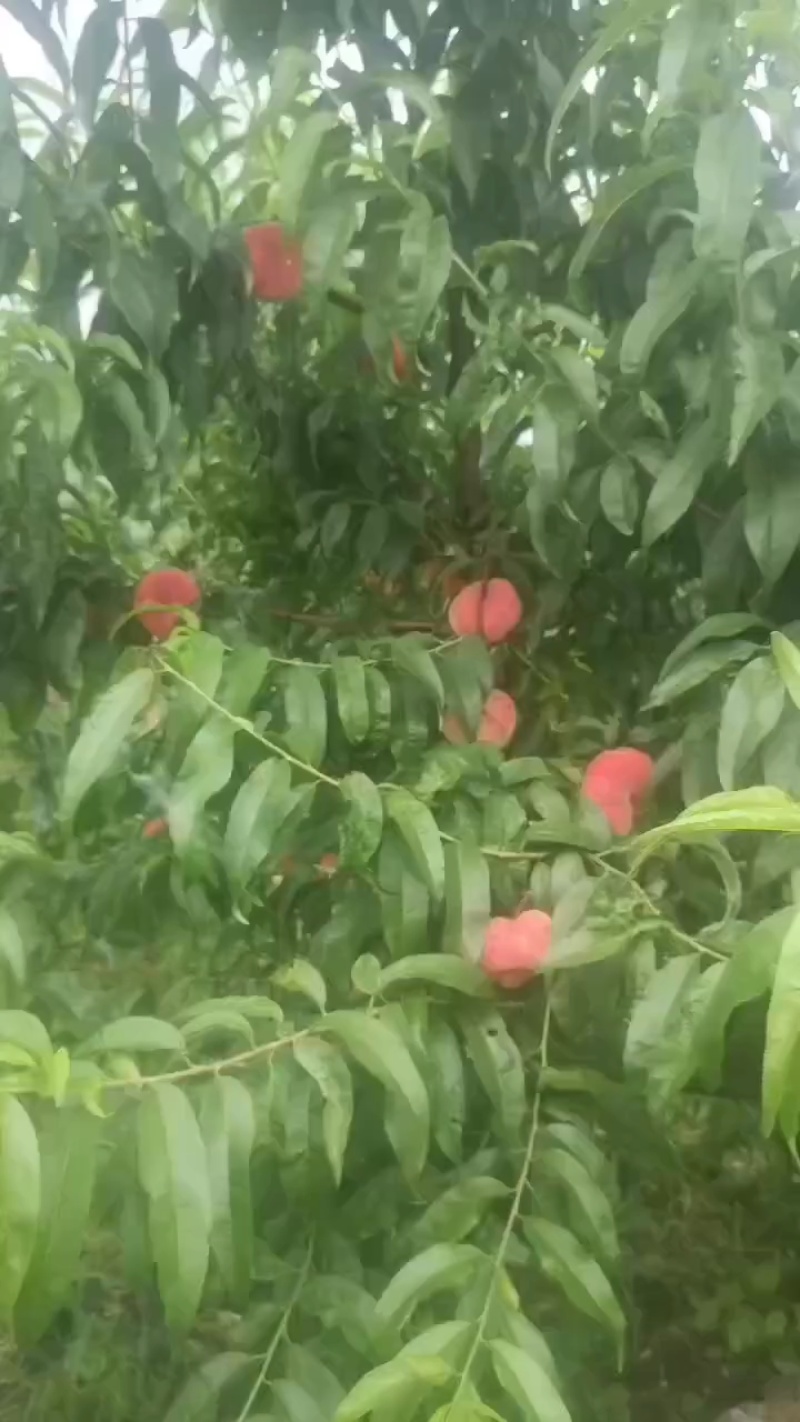 山东大棚陆地油桃购销中心，黄桃，突围，春雪，秋彤，等等，