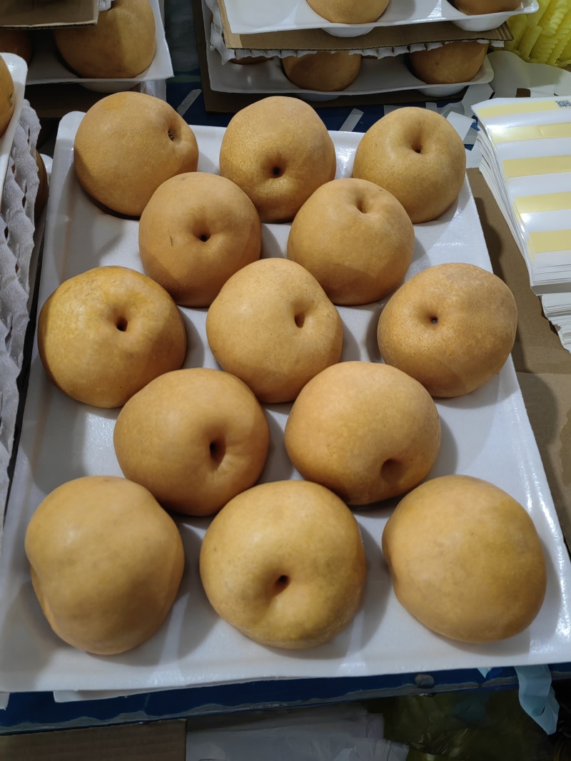 精品新高梨，产地直供，可做出口加工，代收代发全国各地