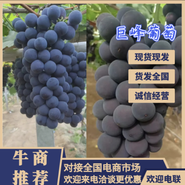 巨峰辽南巨峰葡萄产地直发诚信代收辽南巨峰