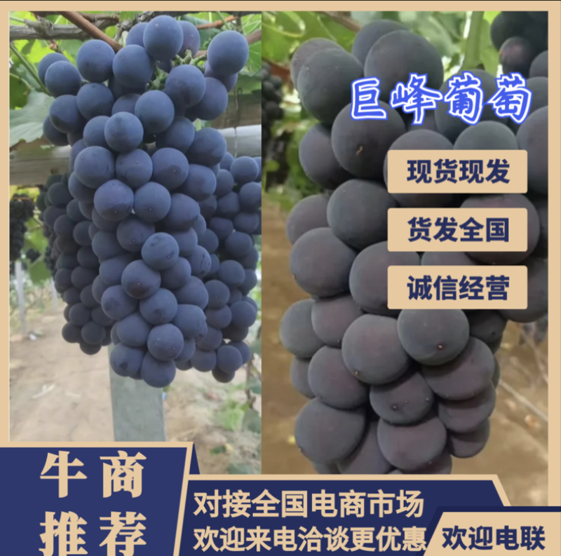 巨峰辽南巨峰葡萄产地直发诚信代收辽南巨峰