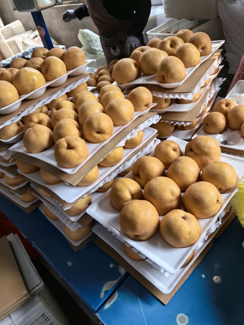 【热销】晚秋黄梨，山东聊城晚秋梨基地货源充足基地直供！