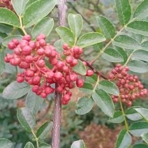 天水大红袍花椒