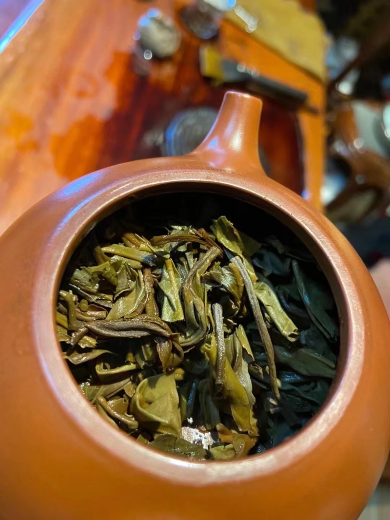 2010年老班章古树挑采