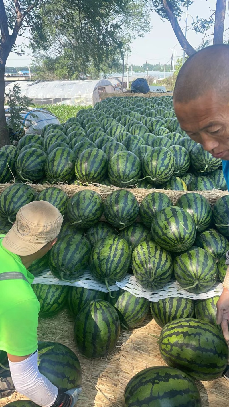 吉林乾安县西瓜产区现货供应产地直发可视频看货