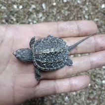 北美小杂鳄龟苗杂佛龟苗可食用肉鳄龟或水族观赏鳄龟养殖精品