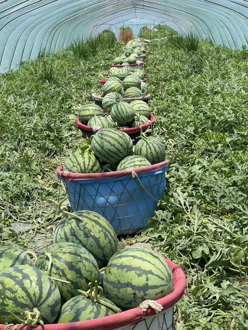 精品无籽台农美都西瓜基地直发一手货源量大从优欢迎采购