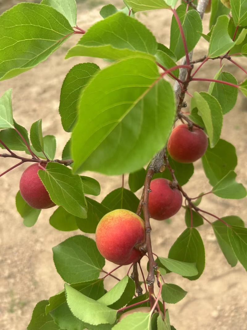 正宗彭阳红梅杏