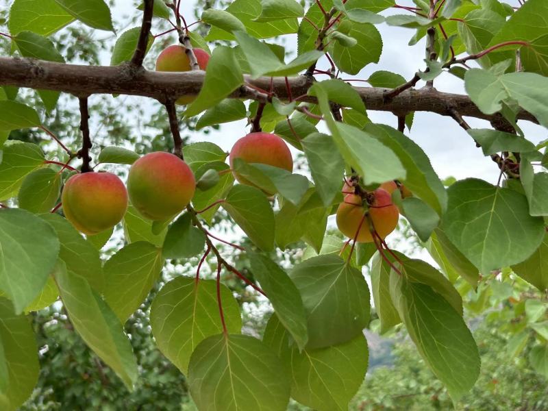 正宗彭阳红梅杏