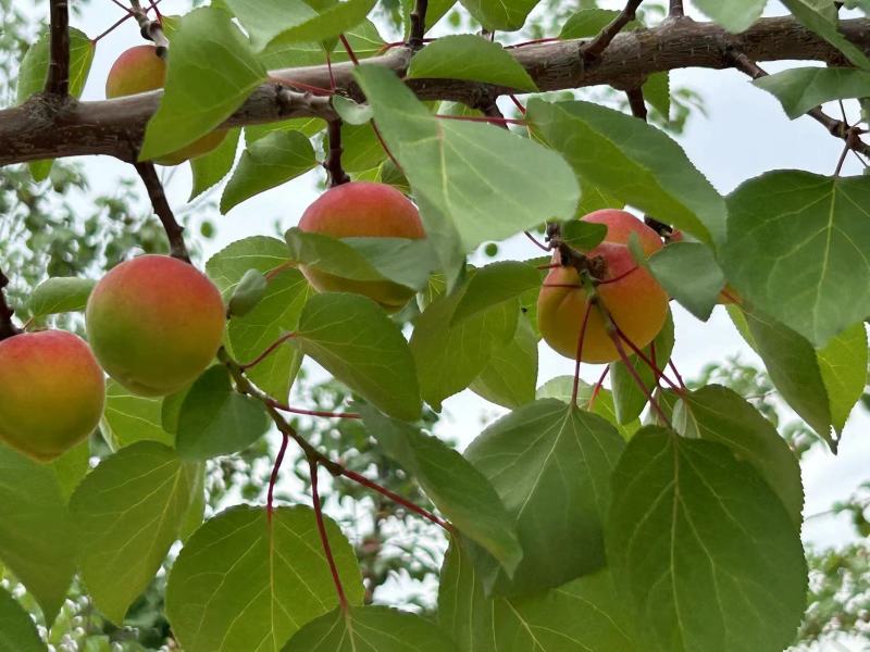 正宗彭阳红梅杏