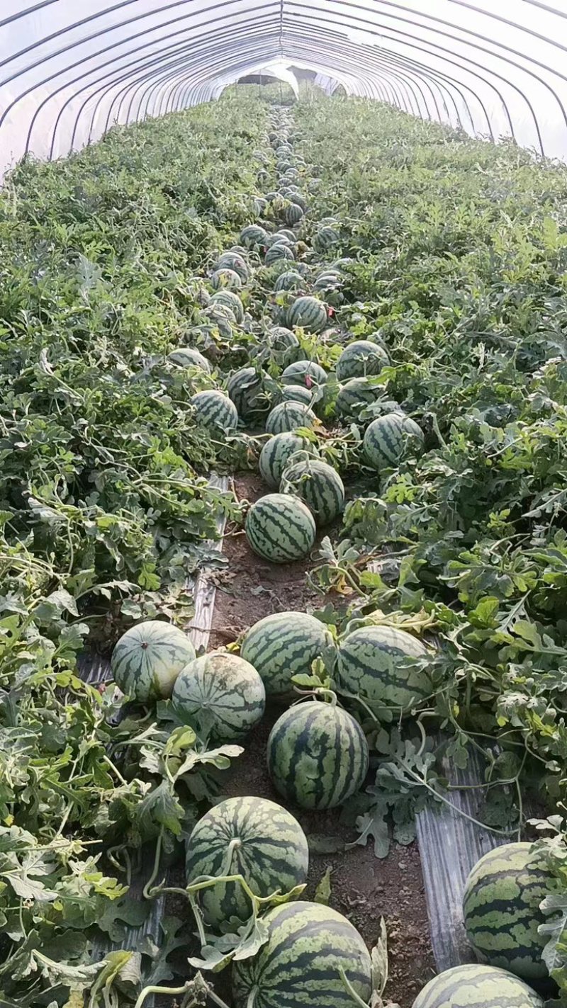 江苏西瓜无籽美都产地种植户，基地种植，货源充足