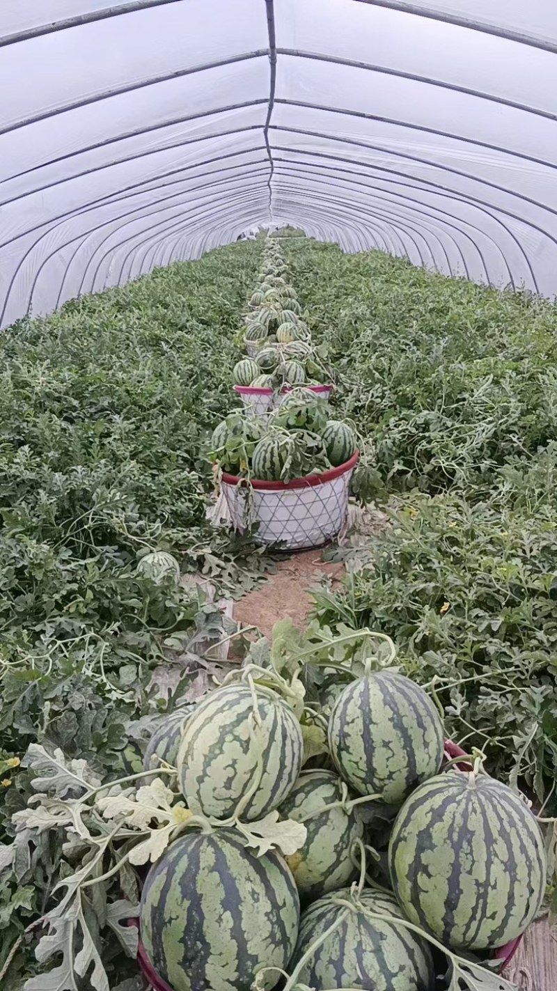 江苏西瓜无籽美都产地种植户，基地种植，货源充足