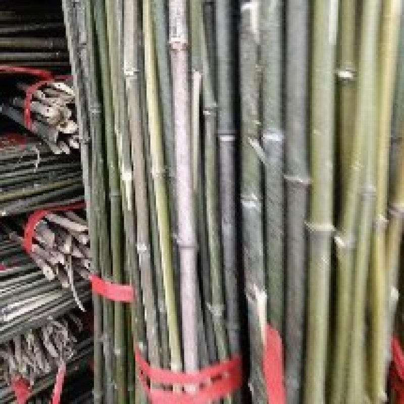 新鲜竹竿，优质农产品，直供农场，多种规格可选，快来选购！
