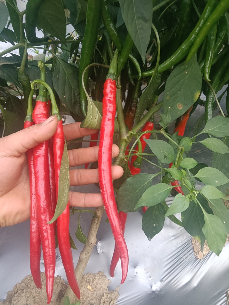 子弹头二荆条