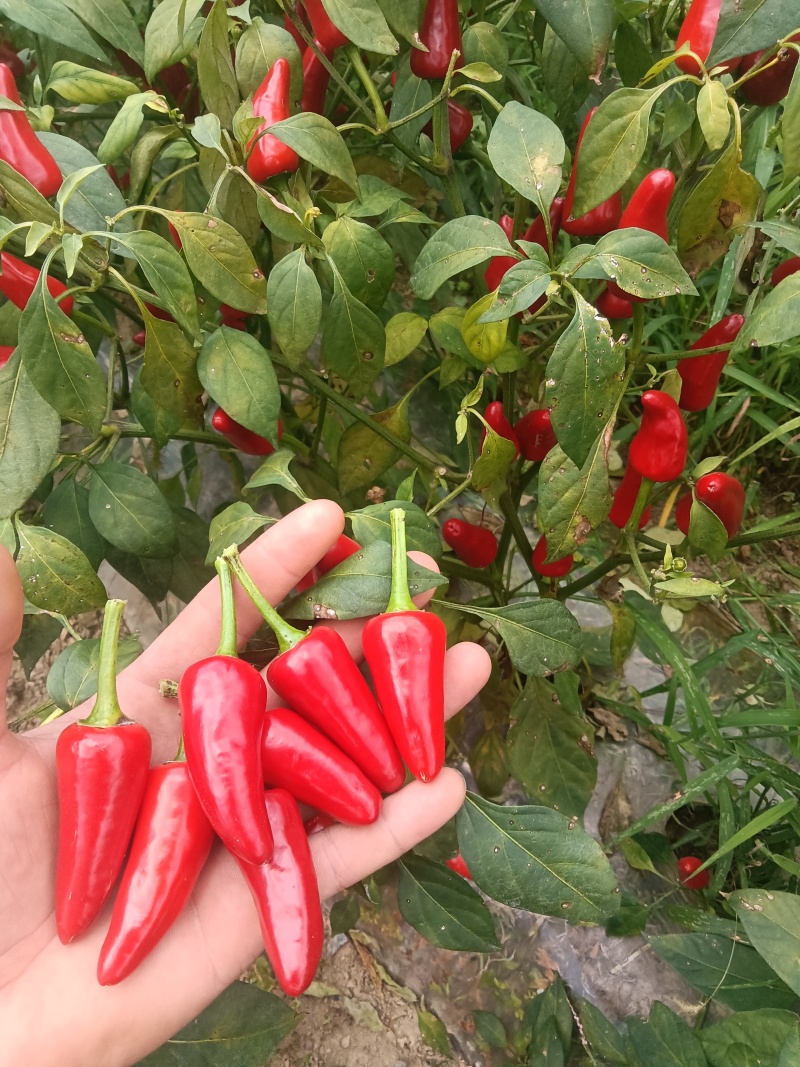 子弹头二荆条