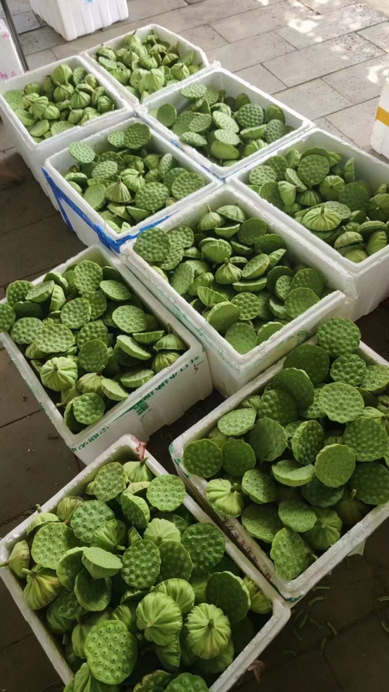 今年新出新鲜水果莲蓬，基地大量直供，北京上海直供发货
