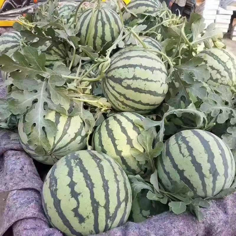 精品美都西瓜精品西瓜大量上市实力代办保质保量