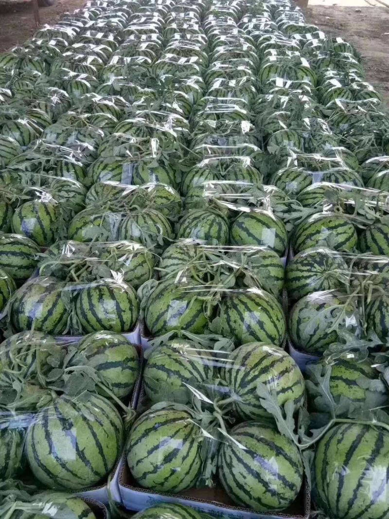 精品美都西瓜精品西瓜大量上市实力代办保质保量