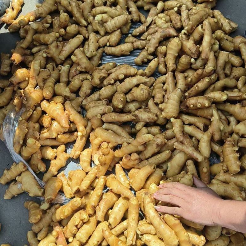 大量供应电商姜巴