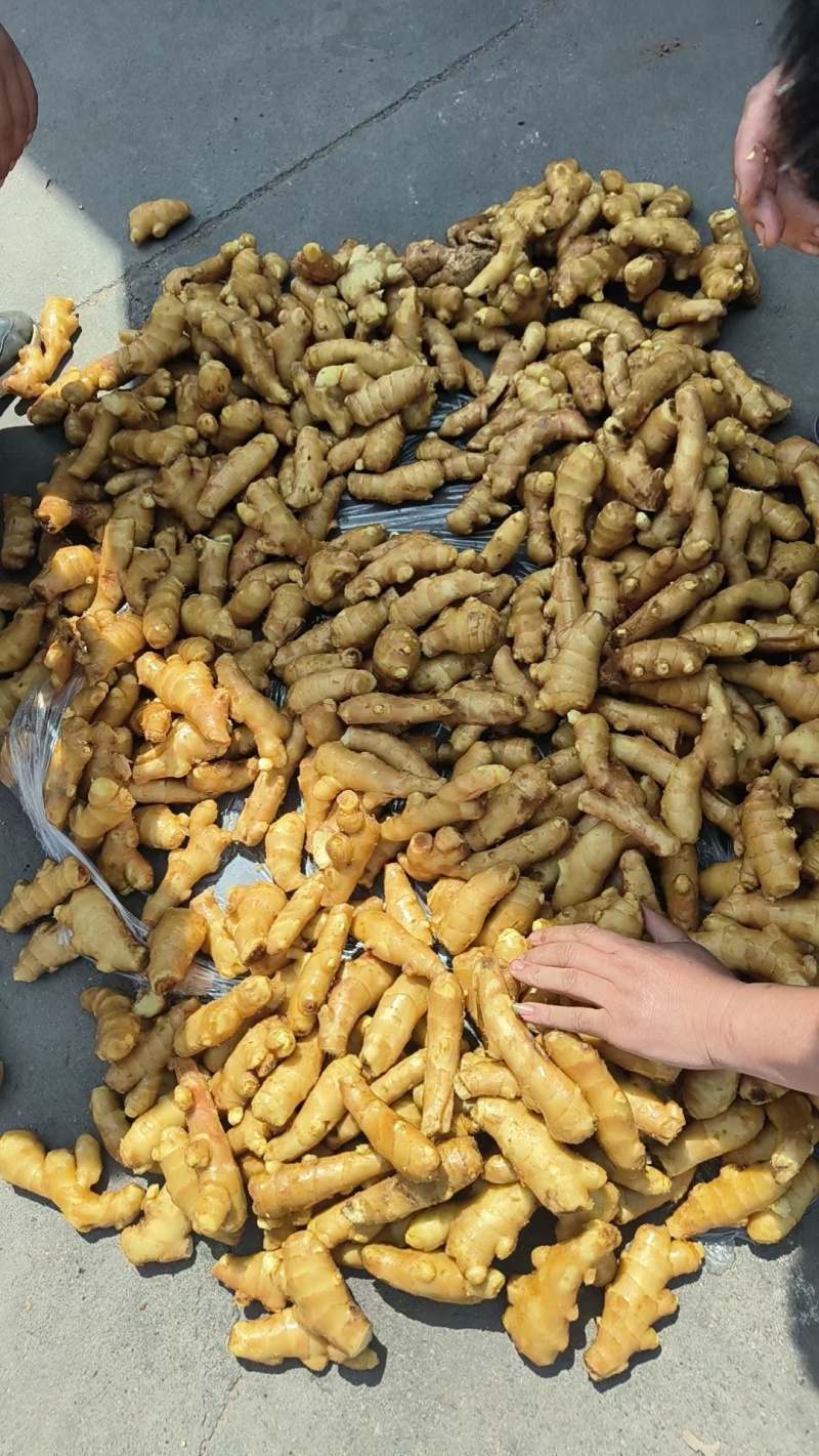 大量供应电商姜巴