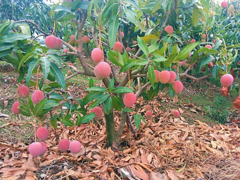 彩虹芒苹果芒高山芒高颜值低糖平台电商市场供应