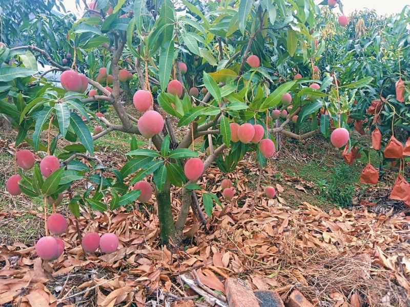 彩虹芒苹果芒高山芒高颜值低糖平台电商市场供应