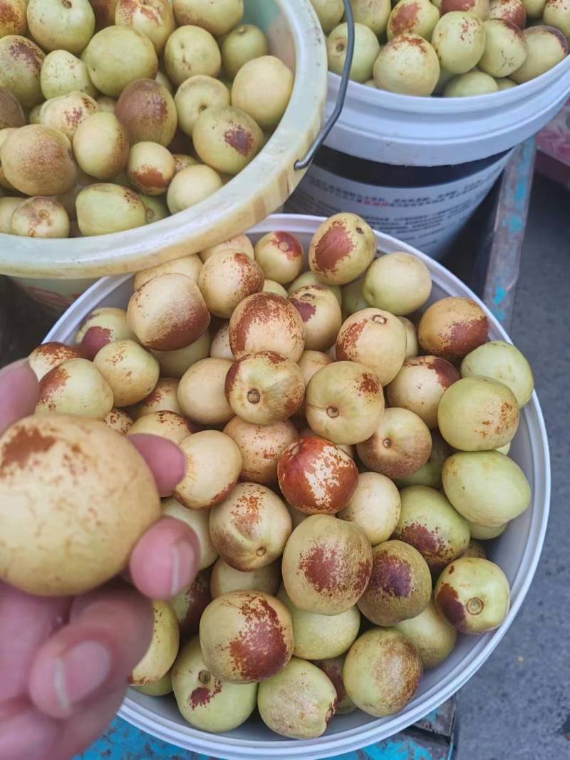 陕西大荔冬枣，大荔原产地代收代发，供应商超档口，可合作供