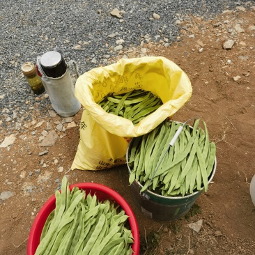 扁芸豆