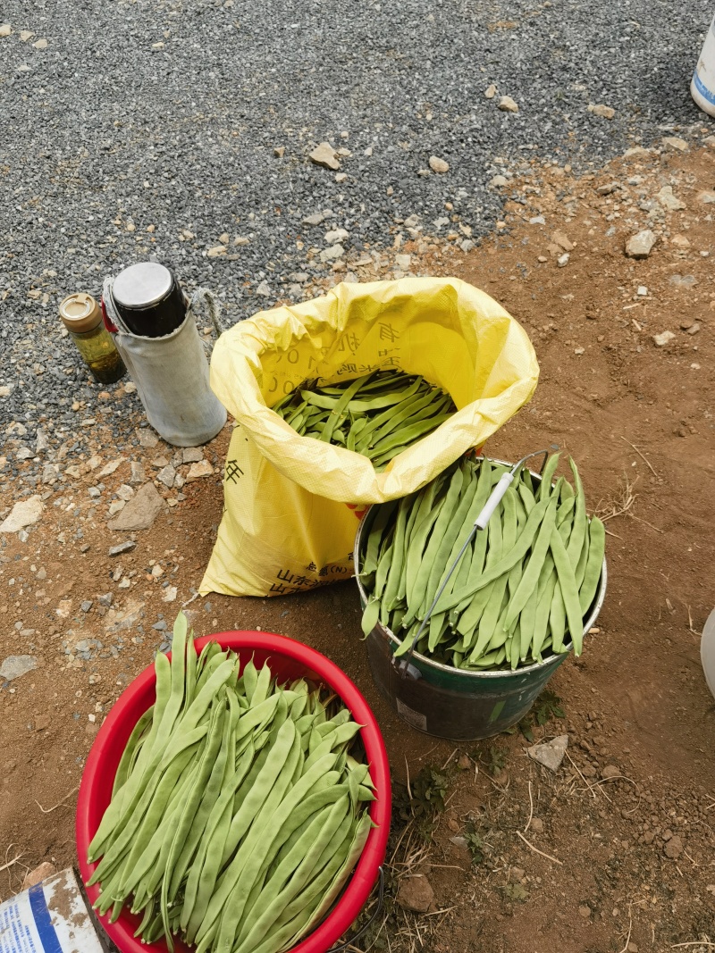 扁芸豆