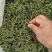 一级干豆角嫩豆角去根去头工艺厂家直供一手货源