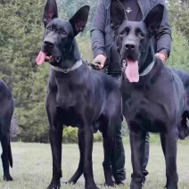 黑狼黑狼幼犬大型护卫犬纯种黑狼看家护院必备