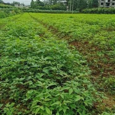 黄柏苗出售，有需要的联系我，全国发货