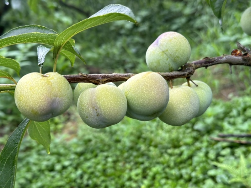 半边红李子，茵红李，脆甜多汁，四川李子对接电商，市场