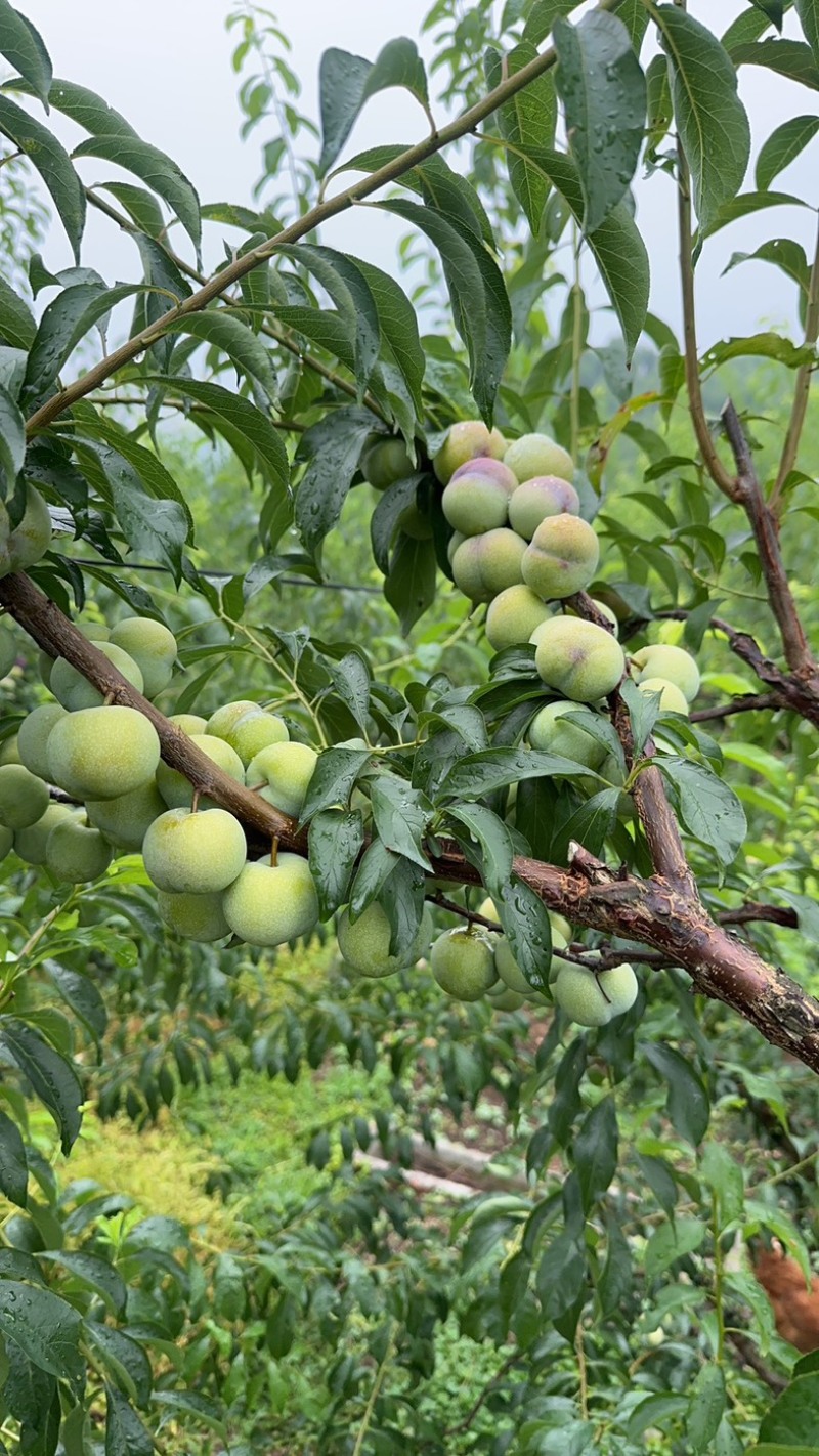 半边红李子，茵红李，脆甜多汁，四川李子对接电商，市场