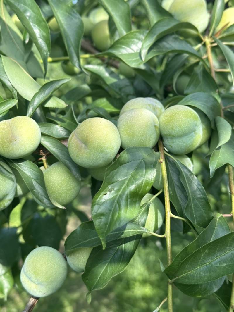 半边红李子，茵红李，脆甜多汁，四川李子对接电商，市场