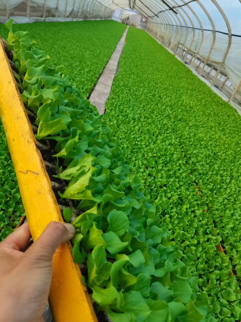 油麦菜苗