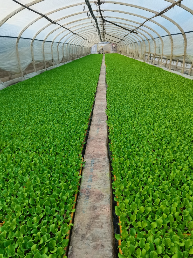油麦菜苗