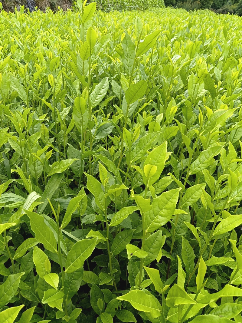 茶树苗，浙江毛头茶，是通过精心筛选培育而成他叶绿鲜亮，