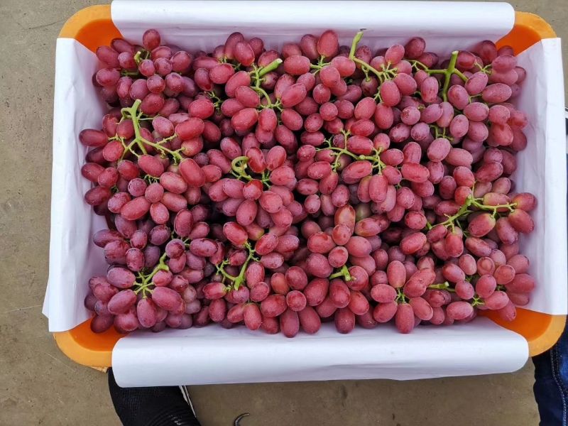 巨盛一号葡萄巨圣饶阳葡萄大量上市承接商超电商供货代收
