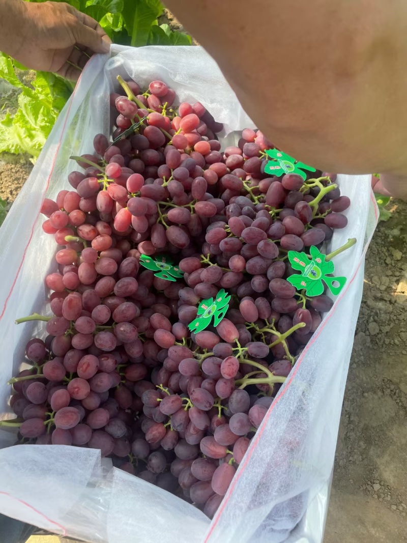 巨盛一号葡萄巨圣饶阳葡萄大量上市承接商超电商供货代收
