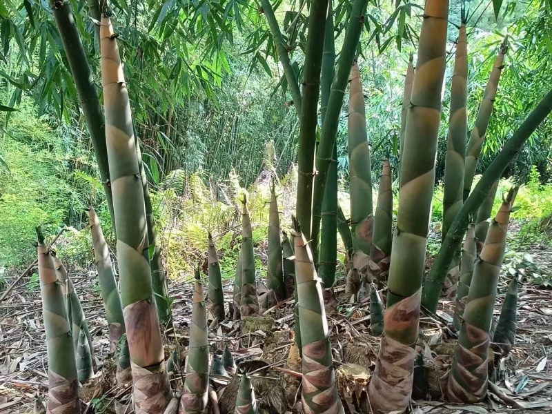 英德西牛大叶麻竹笋苗杯苗金隆农场为您订做