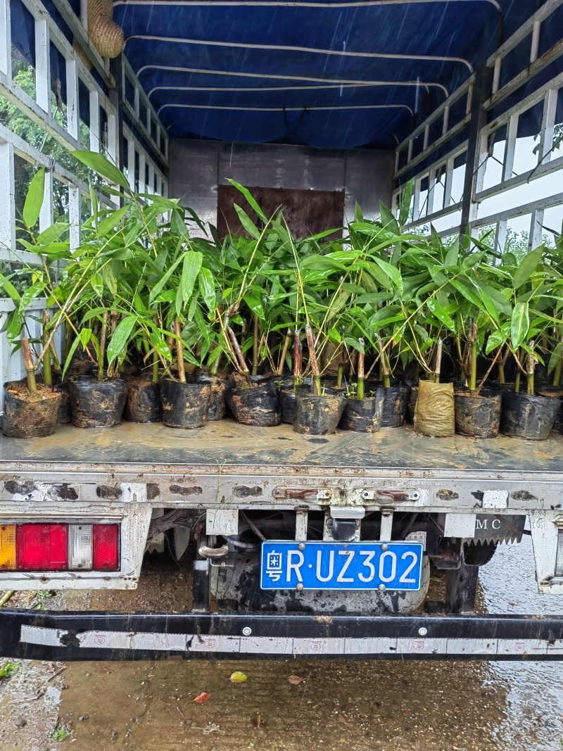 英德西牛大叶麻竹笋苗杯苗金隆农场为您订做