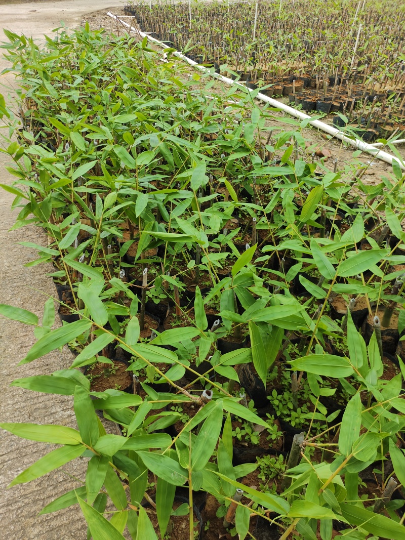 英德西牛大叶麻竹笋苗杯苗金隆农场为您订做