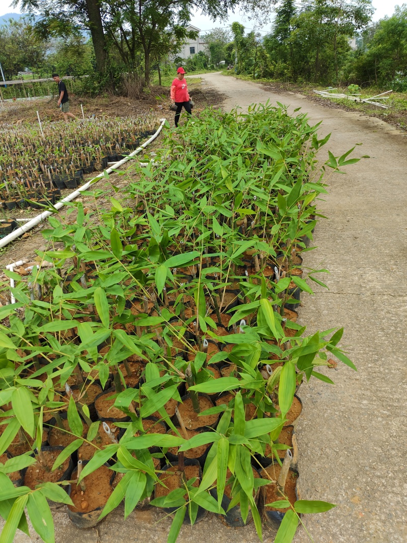 英德西牛大叶麻竹笋苗杯苗金隆农场为您订做