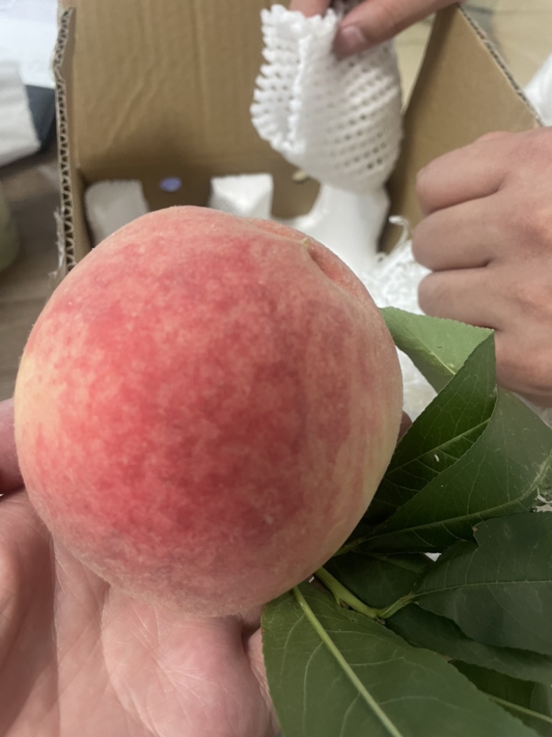 凤凰水蜜桃，现货刚刚上市。单果250克以上