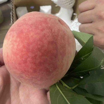 凤凰水蜜桃，现货刚刚上市。单果250克以上