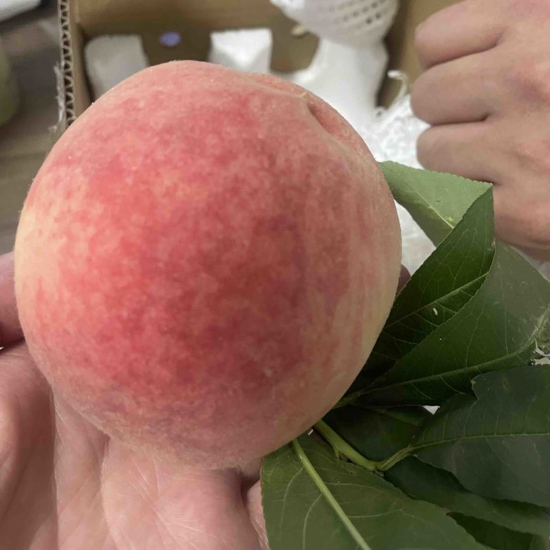 凤凰水蜜桃，现货刚刚上市。单果250克以上