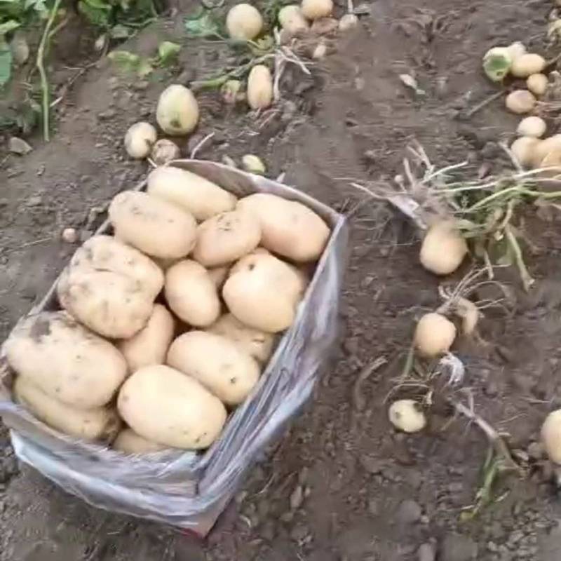 大量收购大西洋土豆，清地货，无杂无霉变包上车。