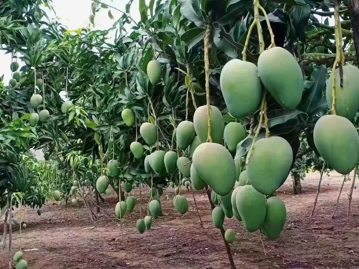 大台芒果园种植实景
