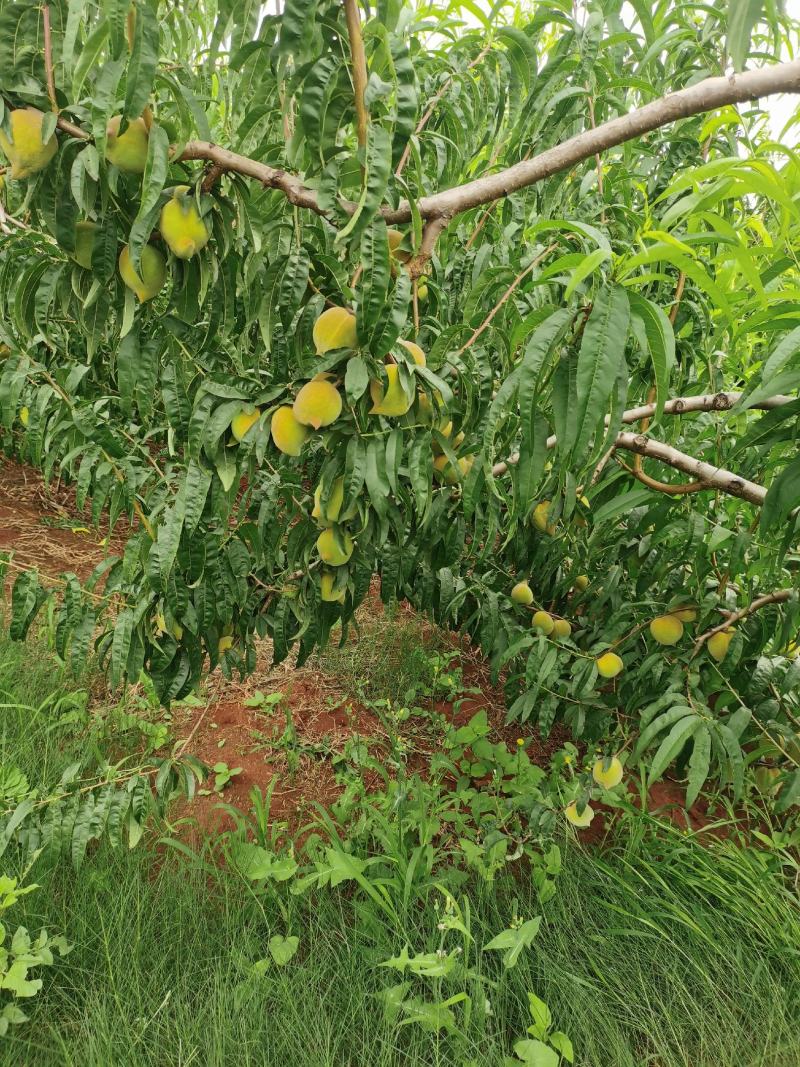 鹰嘴蜜桃