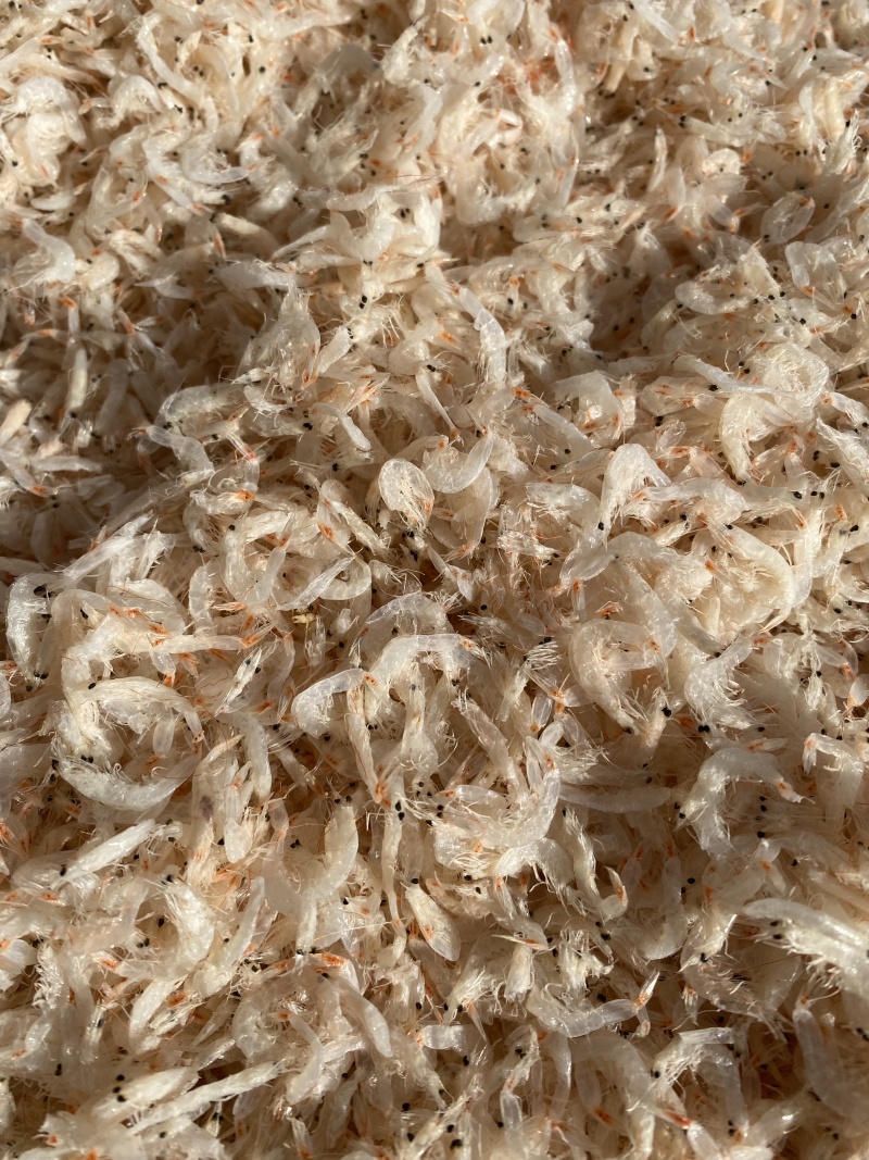 淡干无盐虾皮海捕新货干度好厂家一手货源适合电商微商批发商